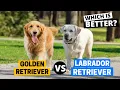 Golden Retriever vs Labrador Which Breed Is Right For You