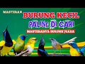 Download Lagu 2 jam masteran BURCIL roll tembak paling dicari kombinasi mewah untuk calon JUARA