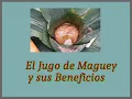 El Jugo de Maguey Y sus Beneficios en la Salud
