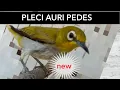 Download Lagu PLECI AURI GACOR COCOK UNTUK PANCINGAN BUNYI SUARA KHAS PIEW PIEW || WHITE EYE CHIRPING 