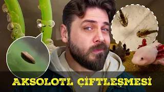 MUCİZEYE TANIK OLUN - AXOLOTL YUMURTASI