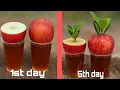 Lagu Amazing Experiment: Growing Plants Inside Apples 🍎 | Nature’s Magic Root Growth