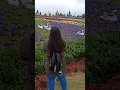 Download Lagu video taman bunga penghu