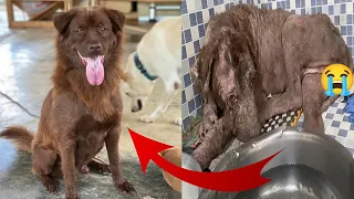 The stray dog has severe skin diseases and can only survive by eating garbage. It's so pitiful.
