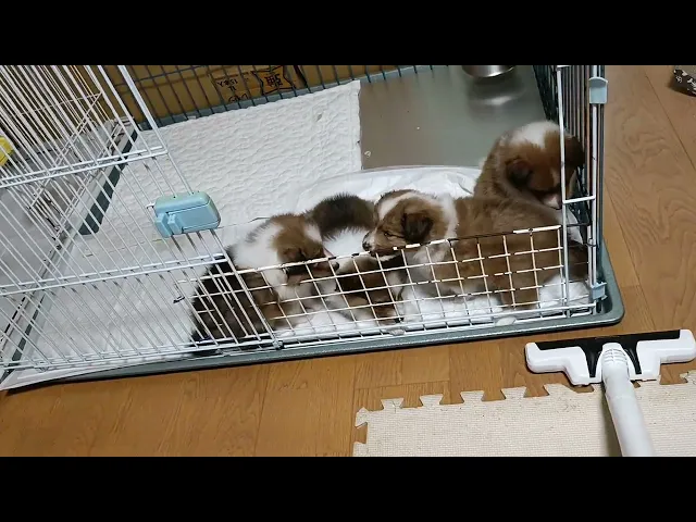 動画