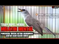 Download Lagu Trucuk BETINA memanggil Jantan Suara Birahi Ngecuplik! Pancingan Trucukan Gacor Panjang BUNYI EMOSI