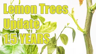 Download Lemon Tree Update 1.5 YEARS Later ( Most Asked For Video ) MP3