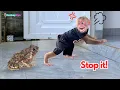 Download Lagu Kyo freaks out when she sees a giant toad – and calls dad for help! 😱