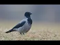 Download Lagu Hooded crow 1h bird sound