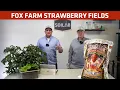 Fox Farm Strawberry Fields Potting Soil Know Before You Grow