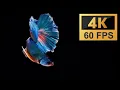 OLED AMOLED display test 4K 60 FPS