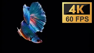 OLED AMOLED display test 4K 60 FPS