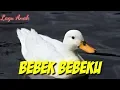 Lagu BEBEK BEBEKU | Athaya Kids \