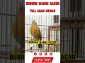 Download Lagu BURUNG WAMBI GACOR VOLLEDIGE LUXE VULLING #shorts #hwamei