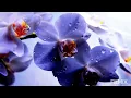 Download Lagu Вместе  навсегда...Музыка души @ Сергей Грищук