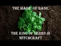 The Magic of Basil The King of Herbs in Witchcraft