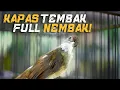 Download Lagu Masteran Kapas Tembak FULL NEMBAKK!! | Tembakan KERAS panjang \u0026 Pancing Gacor Nonstop
