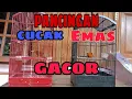 Download Lagu #CucakEmas Cucak Emas Papua Gacor Suara Emas Luar Biasa