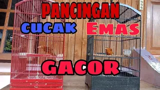 cucakemas cucak emas papua gacor suara emas luar biasa