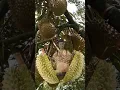 Lagu Hantu durian runtuh #shorts #shortsvideo #durian #hantu  @YouTubeKreatorIndonesia