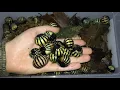 Download Lagu Roly Poly Pill Bug
