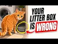 Most Cat Owners Make This Mistake With the Litter