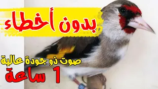Jilguero تعليم فراخ الحسون أفضل تغريد في العالم بدون أخطاء 