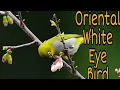 Download Lagu Panggilan Burung Mata Putih Oriental