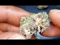 PANHANDLE PURPS haul