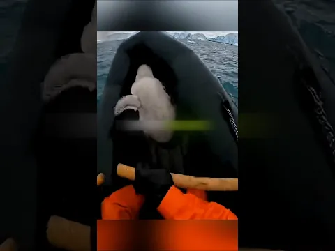هروب يائس لفرخ بطريق..🐧❤️🩹