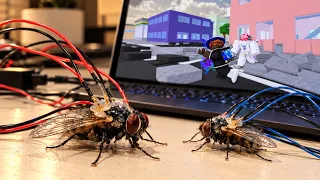 I Connected Two Fly Brains to Jujutsu Shenanigans