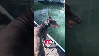 #fyp #dream #doberman #pets #youtube