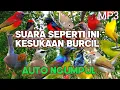 Download Lagu Mp3 pikat burcil sogon, prenjak starter, kemade, kolibri kelapa ampuh bikin ngumpul ‼️
