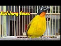 Lagu Kicau Burung Kutilang Emas Gacor full isian/Pancingan Kutilang Emas Gacor