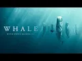 Whale With Steve Backshall Trailer