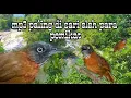 mp3 pikat burung Tepus kepala abu-abu paling ampuh anti zonk