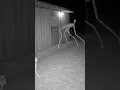 Lagu The Creepiest Walking Style: Skinwalker Tries to Get Inside the Barn! (Security Cam)