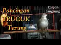 Download Lagu Pancingan Trucuk Tarung