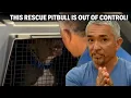 Lagu My Deadliest Case Yet - A Feral Pitbull That Can't Be Trained | Cesar 911 Throwbacks