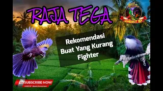 Download Raja Tega, Rekomendasi Buat Yang Kurang Fighter, MASTERAN Tembakan Kasar Sambung Besetan Tajam MP3