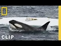 Download Lagu In rare footage, humpback whales attempt to disrupt a killer whale hunt in Antarctica