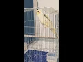 Download Lagu Falk bird_Cockatiel ngekek lovebird