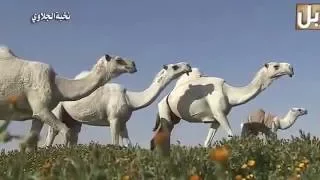 نخبة الجلاوي   ابل  لفى الجلاوي دندنها