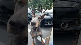 #Fyp #dream #doberman #pets #youtube