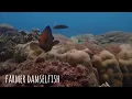 Download Lagu ALUNAN RESORT PERHENTIAN ISLAND - Fish Garden