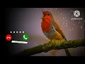 Download Lagu Bird Bgm Ringtones, Bird chirping, Instrumental ringtone, Bird Sound ringtones