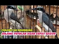 Lagu Cara merawat jinjing petulak bahan agar bunyi ll Perawatan burung jinjing petulak agar cepat gacor