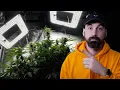 Is This Why Some People Think DWC Hydroponics is the Best Way To Grow Plants