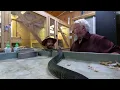 Free Handling a COTTONMOUTH! (Serious debate)