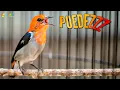 Download Lagu Burung TALOKAN/CABEAN Cocok Buat MASTERAN Variasi Lagu Murai Batu
